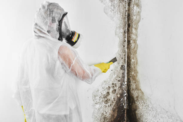 Best Same-Day Mold Removal  in Graniteville, SC