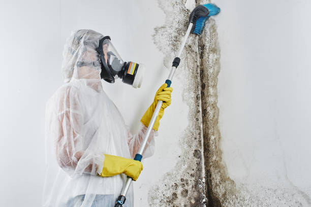 Best Mold Removal Company Near Me  in Graniteville, SC