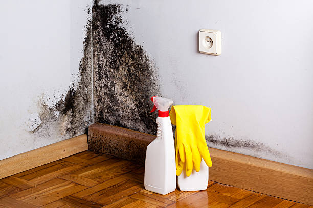 Best Mold Cleaning Services  in Graniteville, SC