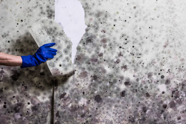 Best Mold Removal Company Near Me  in Graniteville, SC
